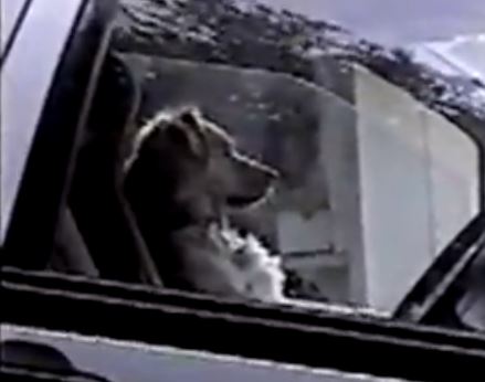 Σκύλος κορνάρει στο… αφεντικό