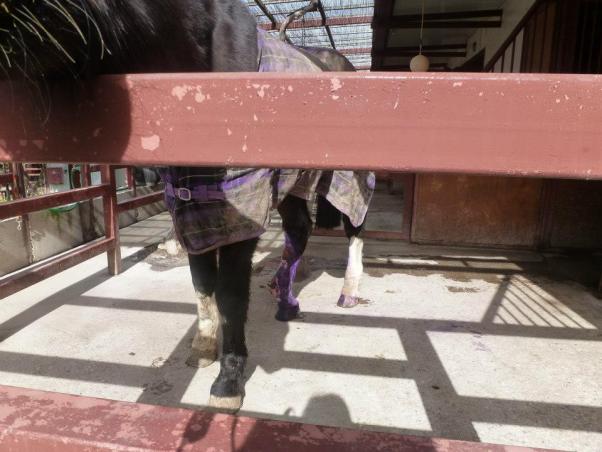 Αφήνουν τα άλογα να λιμοκτονούν