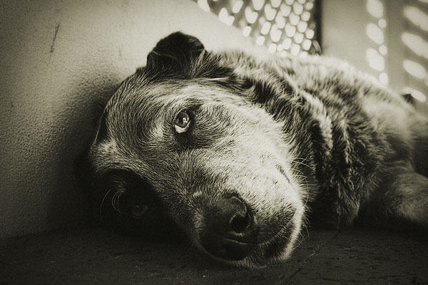 «Κτήνος» έσερνε με το μηχανάκι τη σκυλίτσα του