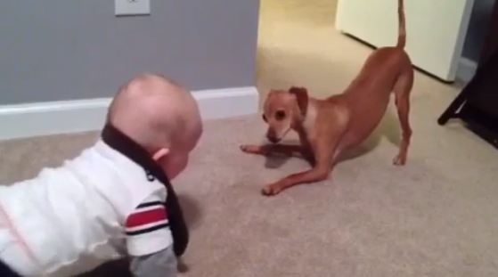 Μωρό τρομοκρατεί έναν… σκύλο