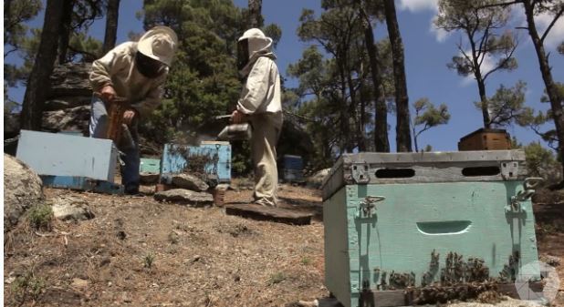 ΒΙΝΤΕΟ-Μαθήματα ζωής από την Ικαρία