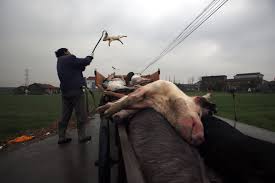 13.000 νεκρά γουρούνια σε ποταμό