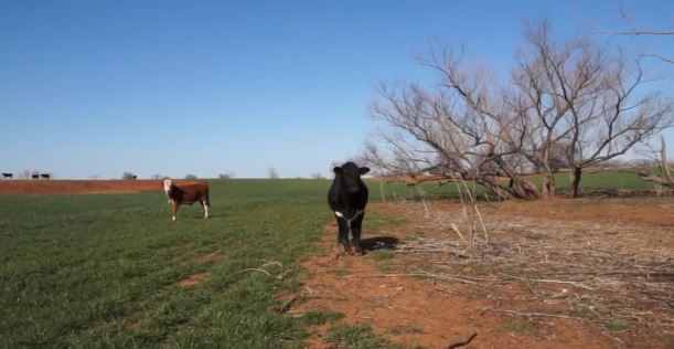 Το κυνήγι της… τρελής αγελάδας
