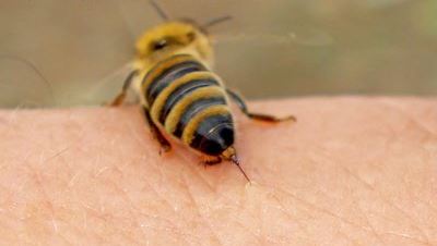 Η αυτοθυσία του… τσιμπήματος