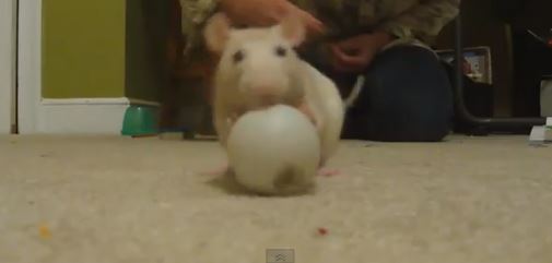 ΒΙΝΤΕΟ-Ο Μίκυ και η Μίνι Βάζουν… πλυντήριο!