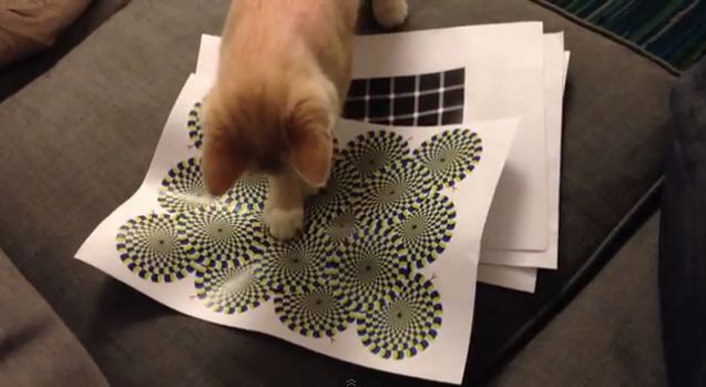 Πως βλέπει η γάτα τις οφθαλμαπάτες;