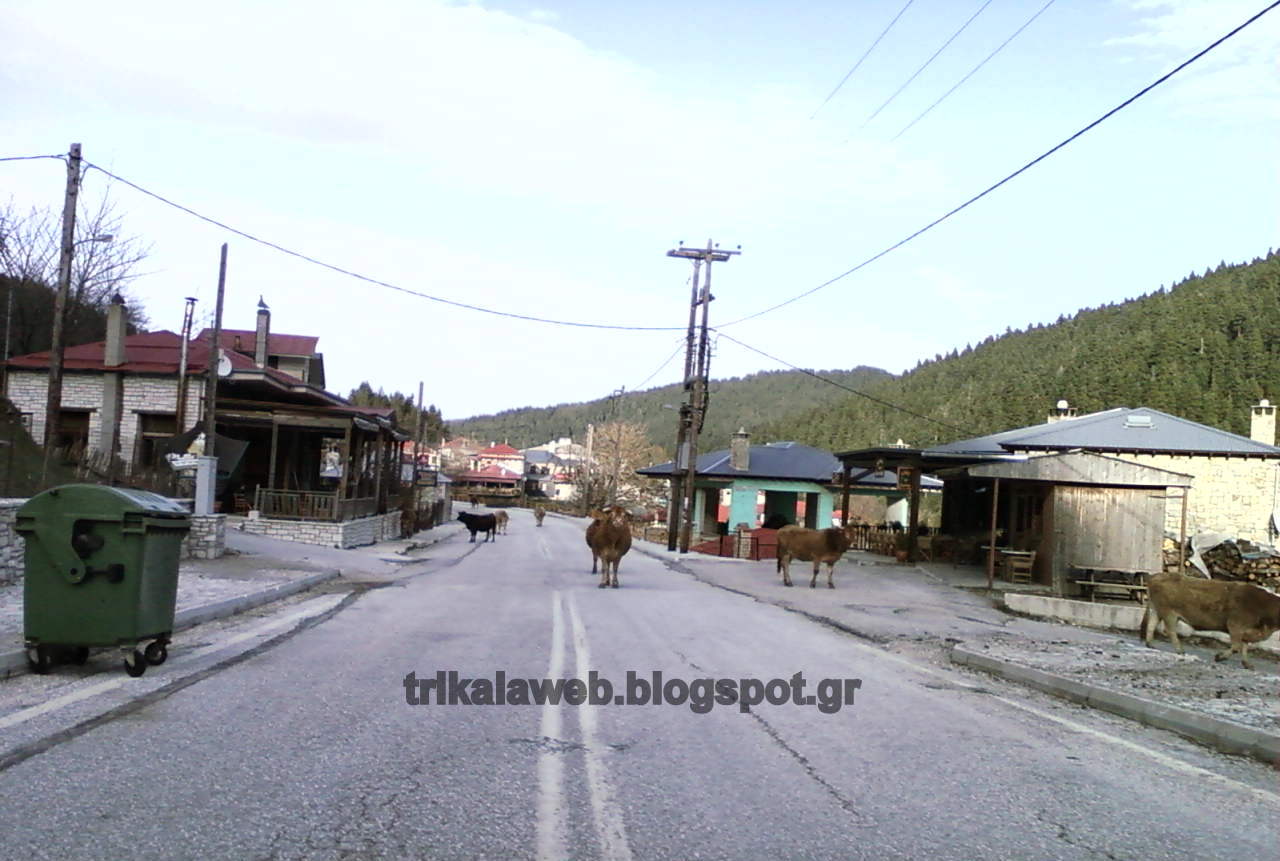 Αγελάδες “κατέλαβαν” το Νεραϊδοχώρι