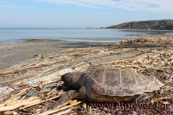 Τι σκοτώνει τις Καρέτα-Καρέτα