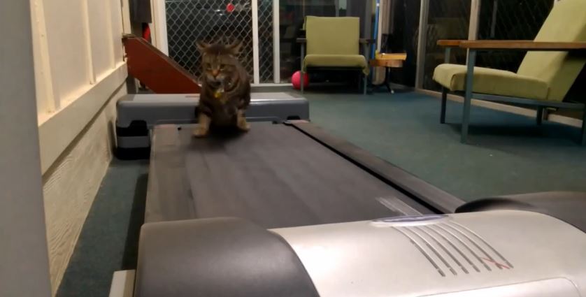 ΒΙΝΤΕΟ:Γάτες στο… διάδρομο