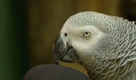 ΒΙΝΤΕΟ-Αυτός ο παπαγάλος τα …λέει όλα!