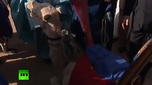 ΒΙΝΤΕΟ-Έφαγαν την καμήλα του Ολάντ