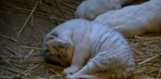 ΒΙΝΤΕΟ:4 σπάνια λευκά τιγράκια