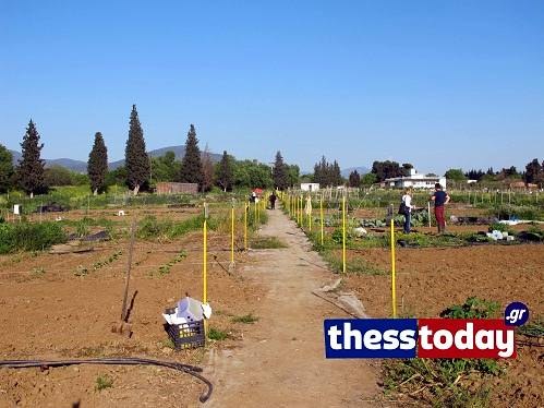 Οι λαχανόκηποι του ΑΠΘ