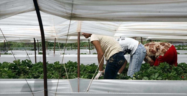 Νέα Μανωλάδα:Στους 28 ανέρχονται οι τραυματίες
