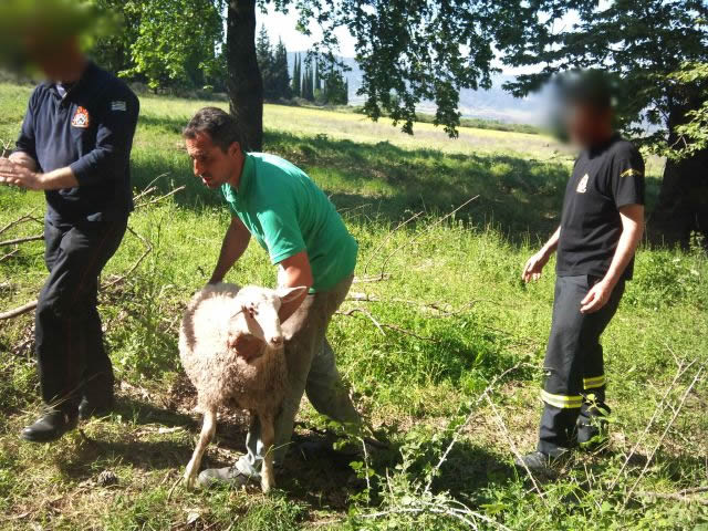 ΦΩΤΟ-Πρόβατα έπεσαν στα φρεάτια