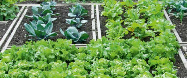 Δημοτικός λαχανόκηπος στην Τρίπολη