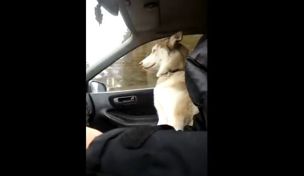 ΒΙΝΤΕΟ:Το πιο ενοχλητικό-γλυκό πράγμα