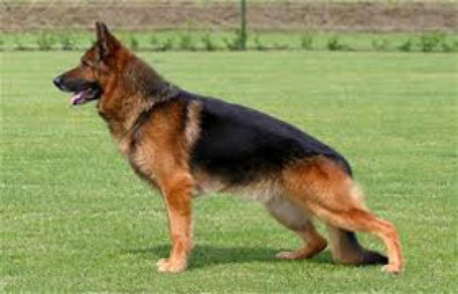 Έριξαν φόλα σε σκύλο του ΣΔΟΕ