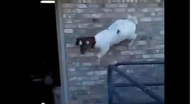 Είναι τρελές αυτές οι… κατσίκες