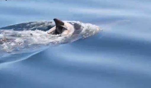 ΒΙΝΤΕΟ-Δελφίνι κουβαλά το νεκρό μωρό του!