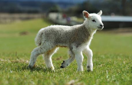 ΒΙΝΤΕΟ:Αρνάκι με 5 πόδια στην Αγγλία