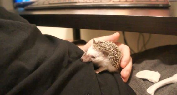 ΒΙΝΤΕΟ:Ο «άγριος» σκαντζόχοιρος