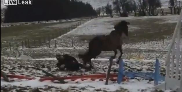 ΒΙΝΤΕΟ-Την κλώτσησε το άλογο της