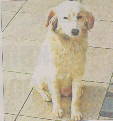 Πιστή φίλη ως το τέλος