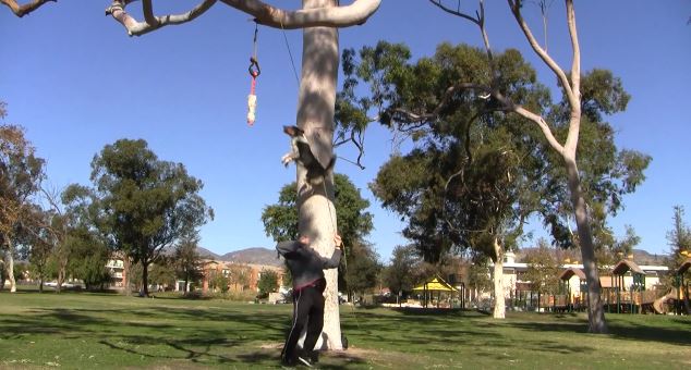 ΒΙΝΤΕΟ:20 σκυλίσια κόλπα σε 1’