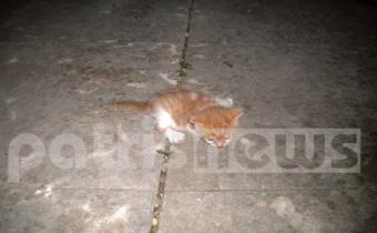 Η πυροσβεστική “έσωσε” ένα γατάκι