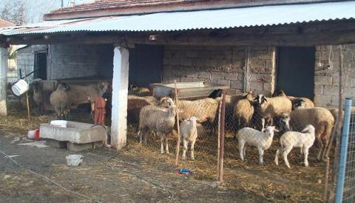 Ελεύθεροι οι κτηνοτρόφοι που κατήγγειλε η Βουλγάρα