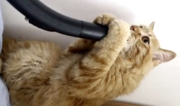 ΒΙΝΤΕΟ- Γάτα VS ηλεκτρικής σκούπας