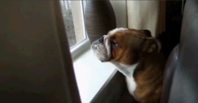 ΒΙΝΤΕΟ:Ένας σκύλος… τενόρος