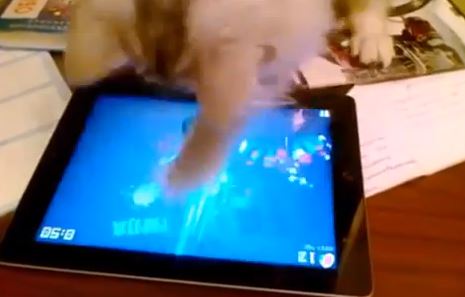 BINTEO-Όταν τα ζώα ανακάλυψαν το iPad