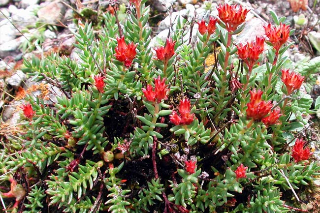 Ροδιόλα. H βιταμίνη που…σώζει!