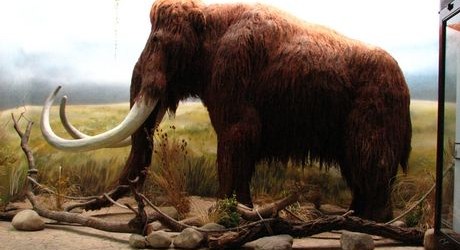 Ρώσοι θα εξετάσουν τον εγκέφαλο ενός μαμούθ