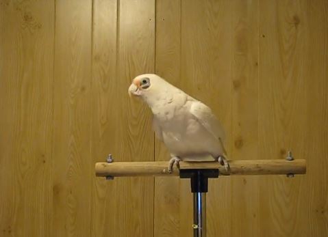 ΒΙΝΤΕΟ:O παπαγάλος… χορευτής