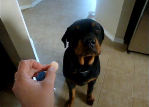 ΒΙΝΤΕΟ:Ο σκύλος που γνέφει αρνητικά