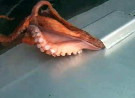 ΒΙΝΤΕΟ: Η απίστευτη …απόδραση του χταποδιού