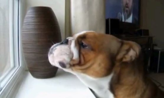 ΒΙΝΤΕΟ: Ο σκύλος που …τραγουδά Παβαρότι!