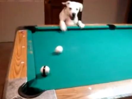 Οι απίστευτες ικανότητες των σκύλων