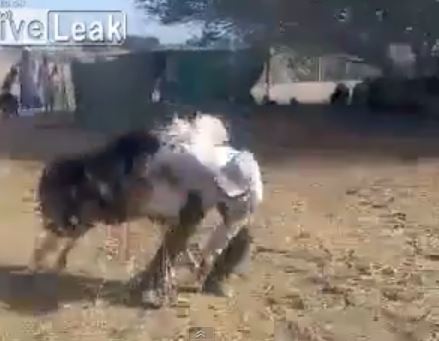 ΒΙΝΤΕΟ-Το πρόβατο εκδικείται