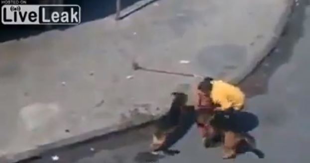 ΒΙΝΤΕΟ-Η…εκδίκηση των σκύλων