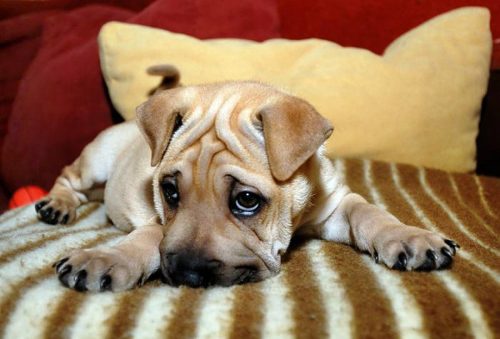 Εγκύκλιος προστασίας των ζώων