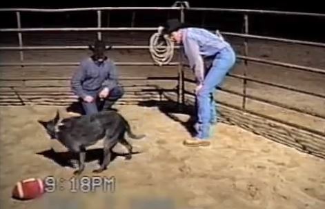 Ο σκύλος …ακριβείας!