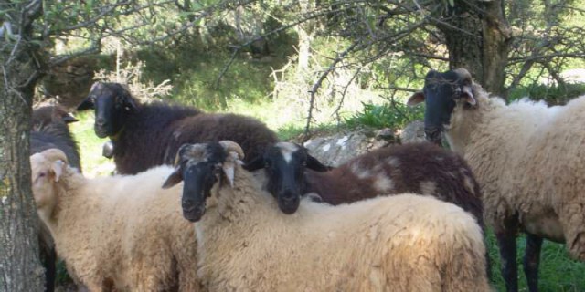 Στους κτηνοτρόφους θα δοθούν 35 εκατ. ευρώ