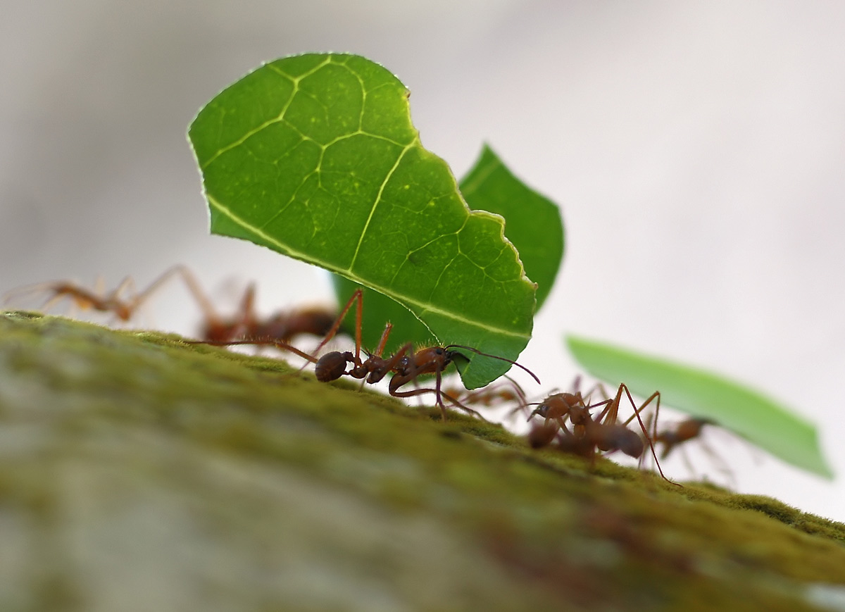 Τα μυρμήγκια ξέρουν… μαθηματικά