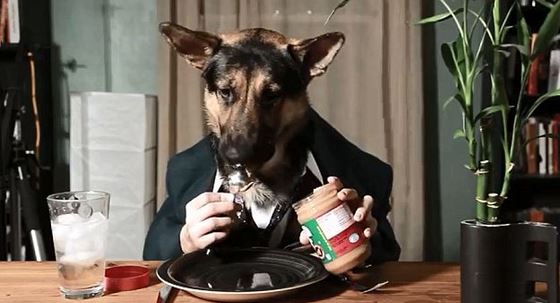 ΒΙΝΤΕΟ-Το σκυλί και το φυστικοβούτυρο