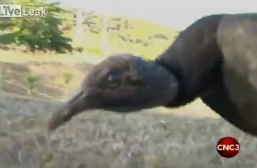 ΒΙΝΤΕΟ-Αρπακτικό επιτέθηκε σε αυτοκίνητο