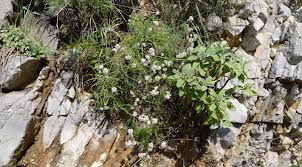 Πήγε για χόρτα και έπεσε σε γκρεμό